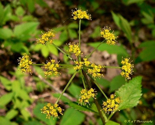 {Zizia trifoliata}